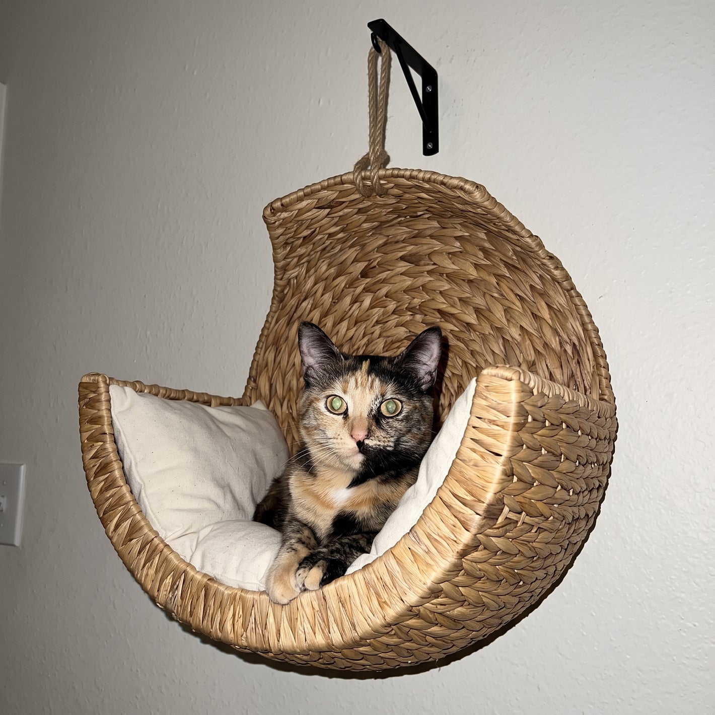Cat sitting in the CatNest wicker bed mounted on a wall